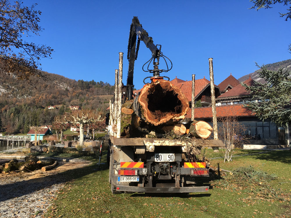 Un arbre abattue se fait déposer sur un véhicule