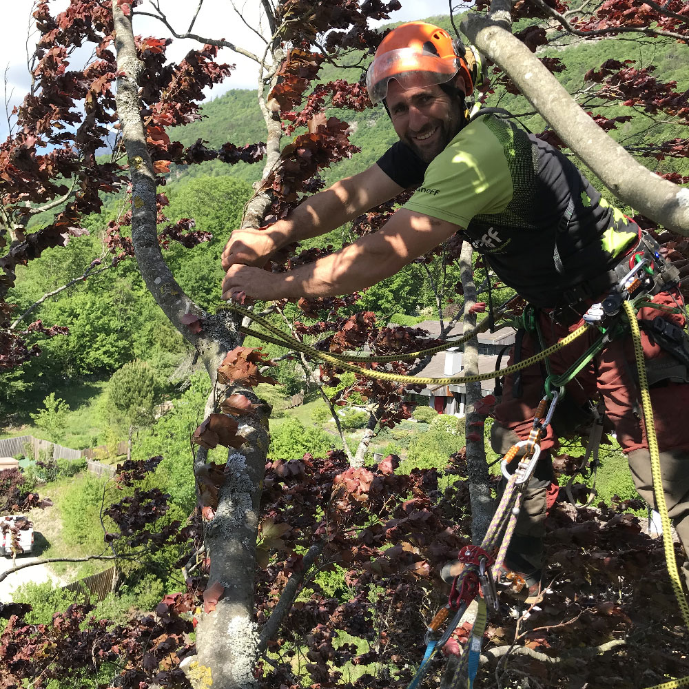 Un homme dans un arbre en toute sécurité sourit