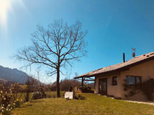 Un arbre à côté d'une maison après avoir été taillé