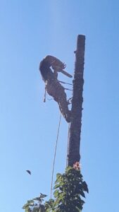 Un homme accroché à un arbre le tranche avec sa tronçonneuse