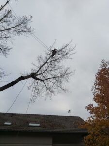 Un homme vu de loin est dans un arbre