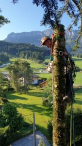 Un homme accroché à un arbre sourit