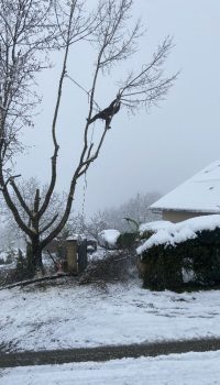 Un homme accroché dans un arbre enneigé effectue l'elagage d'un arbre