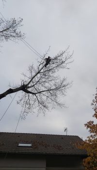 Un homme accroché dans un arbre effectue l'elagage